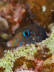 Canthigaster pygmaea