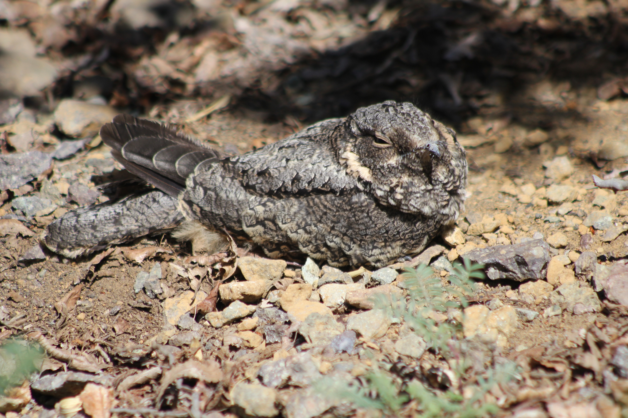 Systellura longirostris