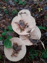 Infundibulicybe gibba