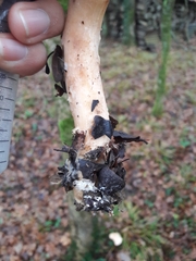 Infundibulicybe gibba