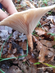 Infundibulicybe gibba