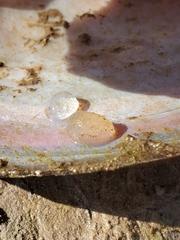 Potamilus amphichaenus