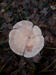 Infundibulicybe gibba
