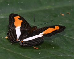 Adelpha plesaure