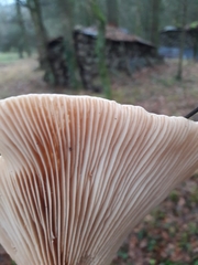 Infundibulicybe gibba