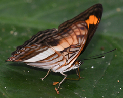 Adelpha plesaure