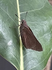 Asbolis capucinus