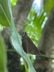 Asbolis capucinus