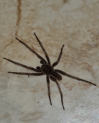 Centroctenus brevipes