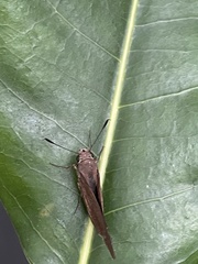Asbolis capucinus