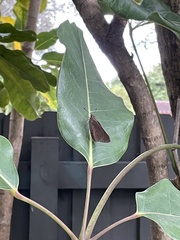 Asbolis capucinus