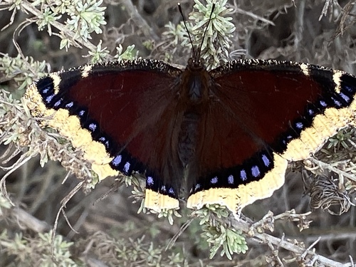 iNaturalist observation photo of Mourning Cloak