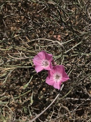 Convolvulus chilensis