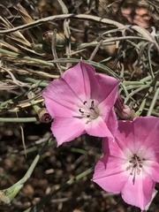 Convolvulus chilensis