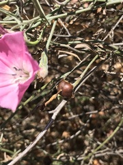 Convolvulus chilensis