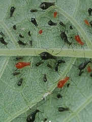 Uroleucon verbesinae