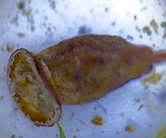 Polytrichum pallidisetum