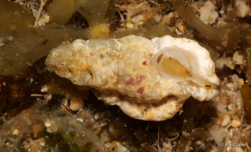Aspella producta observed 2021-12-18