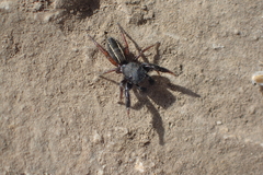 Metacyrba taeniola similis