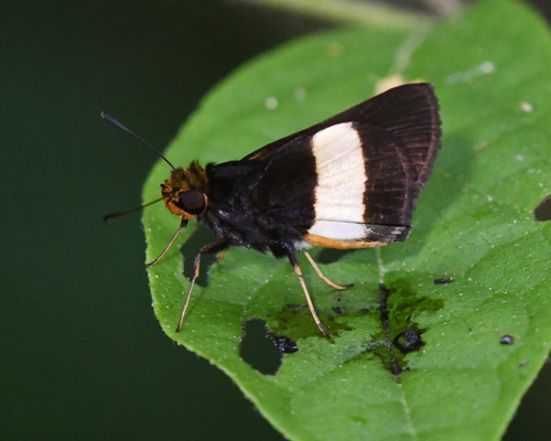 Metron leucogaster