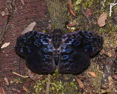 Cycloglypha thrasibulus