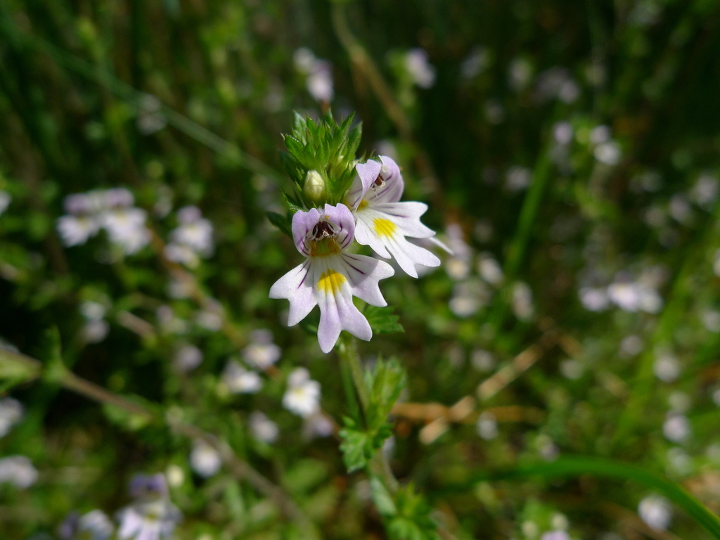 Illustration de Euphrasia stricta Wolff ex Lehm.