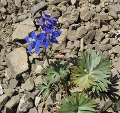 Delphinium glareosum