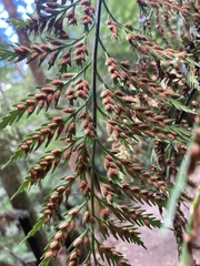 Asplenium appendiculatum