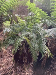 Asplenium appendiculatum
