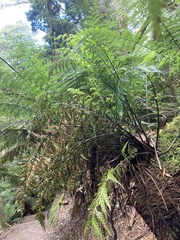 Asplenium appendiculatum