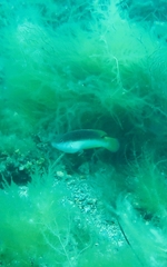 Austrolabrus maculatus