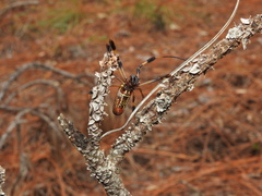Trichonephila clavipes image