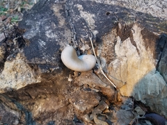 Pleurotus ostreatus