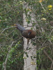 Ortalis erythroptera