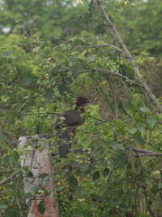 Ortalis erythroptera