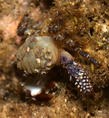Paraxanthias notatus