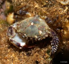 Paraxanthias notatus