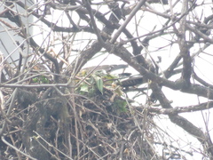Parabuteo unicinctus