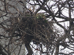 Parabuteo unicinctus