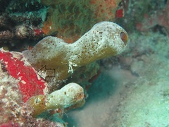 Monanchora arbuscula