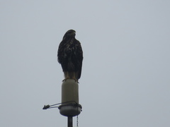 Parabuteo unicinctus