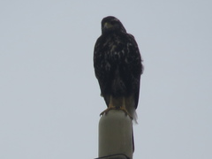 Parabuteo unicinctus