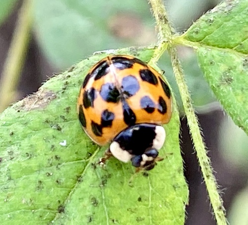 iNaturalist observation photo of Asian Lady Beetle
