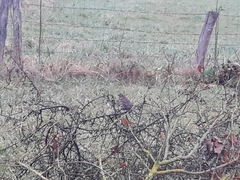 Turdus iliacus