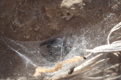 Metacyrba taeniola similis