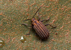 Coleoptera