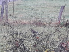 Turdus iliacus