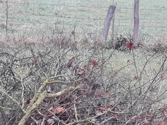Turdus iliacus