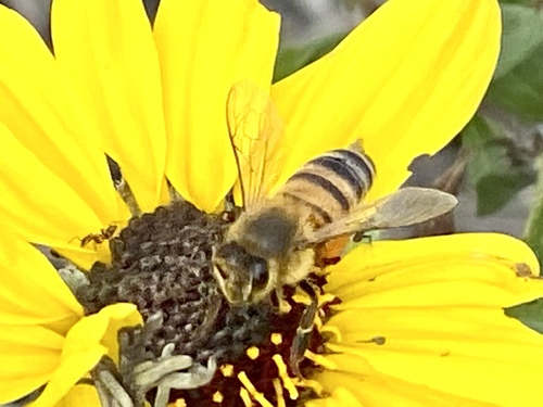 iNaturalist observation photo of Western Honey Bee