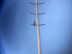 Geranoaetus melanoleucus australis